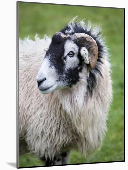 Herdwick Sheep, Borrowdale, Lake District, Cumbria, England-Doug Pearson-Mounted Photographic Print