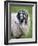 Herdwick Sheep, Borrowdale, Lake District, Cumbria, England-Doug Pearson-Framed Photographic Print