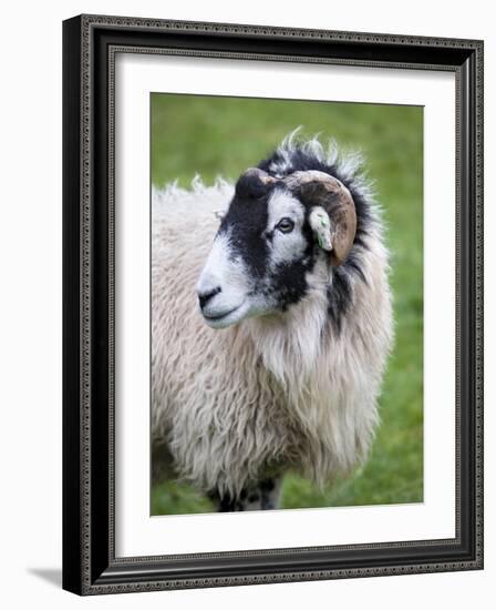 Herdwick Sheep, Borrowdale, Lake District, Cumbria, England-Doug Pearson-Framed Photographic Print