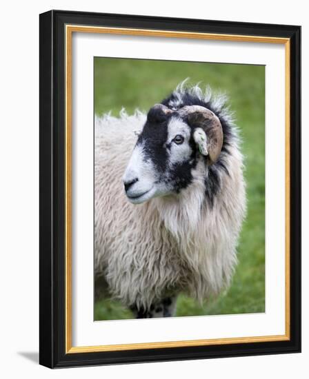 Herdwick Sheep, Borrowdale, Lake District, Cumbria, England-Doug Pearson-Framed Photographic Print