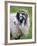 Herdwick Sheep, Borrowdale, Lake District, Cumbria, England-Doug Pearson-Framed Photographic Print