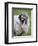 Herdwick Sheep, Borrowdale, Lake District, Cumbria, England-Doug Pearson-Framed Photographic Print