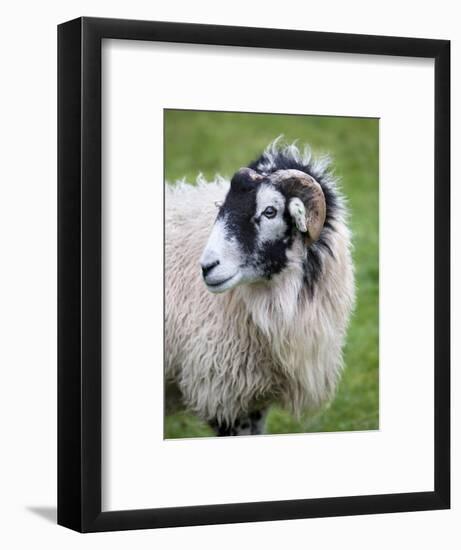 Herdwick Sheep, Borrowdale, Lake District, Cumbria, England-Doug Pearson-Framed Photographic Print