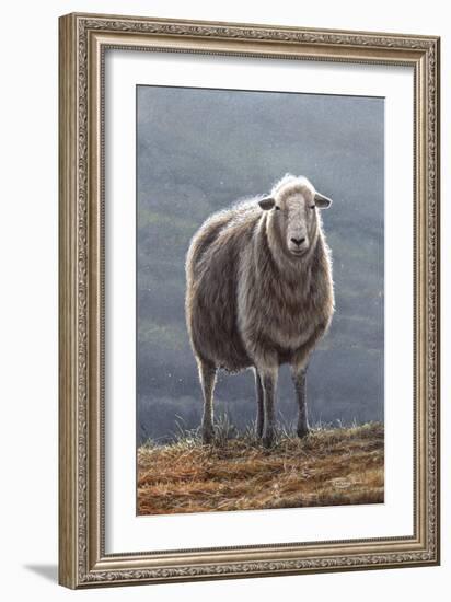 Herdwick Sheep-Jeremy Paul-Framed Giclee Print