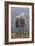 Herdwick Sheep-Jeremy Paul-Framed Giclee Print