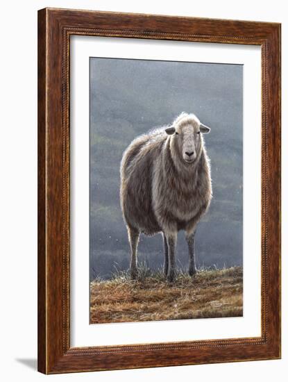 Herdwick Sheep-Jeremy Paul-Framed Giclee Print