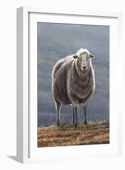 Herdwick Sheep-Jeremy Paul-Framed Giclee Print