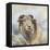 Herdwick Sheep-Dina Perejogina-Framed Stretched Canvas