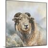 Herdwick Sheep-Dina Perejogina-Mounted Art Print