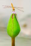 Lotus Flower Dragonfly-Here Asia-Photographic Print