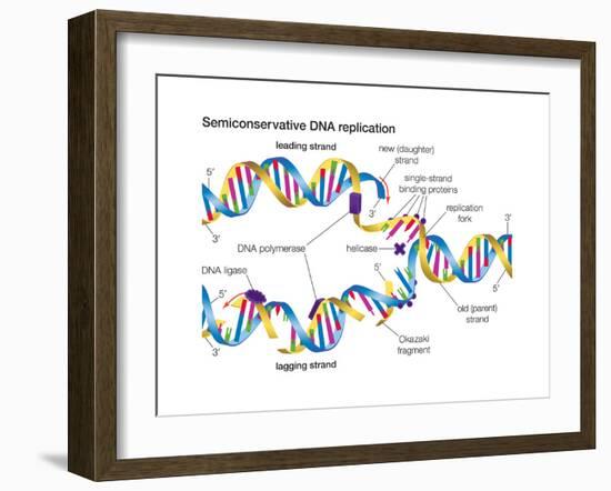 Heredity-Encyclopaedia Britannica-Framed Art Print