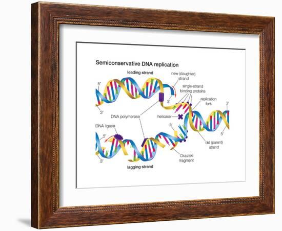 Heredity-Encyclopaedia Britannica-Framed Art Print