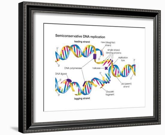 Heredity-Encyclopaedia Britannica-Framed Art Print