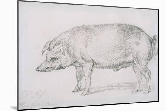 Hereford Boar, C.1803-04-James Ward-Mounted Giclee Print