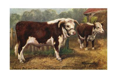 'Hereford Bull and Cow 1912' Giclee Print | Art.com