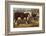 Hereford Bull and Cow 1912-null-Framed Photographic Print