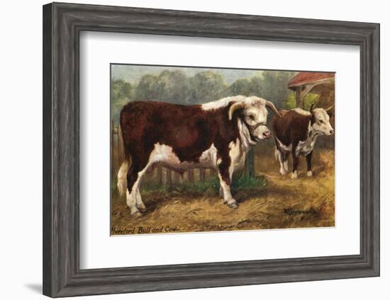 Hereford Bull and Cow 1912-null-Framed Photographic Print