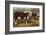 Hereford Bull and Cow 1912-null-Framed Photographic Print