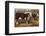 Hereford Bull and Cow 1912-null-Framed Photographic Print