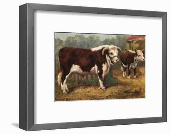 Hereford Bull and Cow 1912-null-Framed Photographic Print