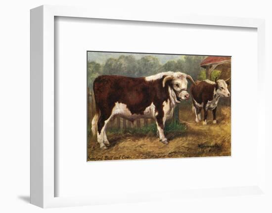 Hereford Bull and Cow 1912-null-Framed Photographic Print