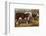 Hereford Bull and Cow 1912-null-Framed Photographic Print