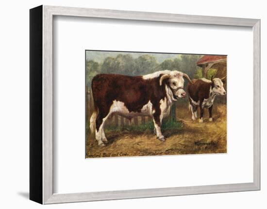 Hereford Bull and Cow 1912-null-Framed Photographic Print