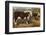 Hereford Bull and Cow 1912-null-Framed Photographic Print