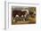 Hereford Bull and Cow 1912-null-Framed Photographic Print