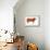 Hereford Bull, Beef Cattle, Mammals-Encyclopaedia Britannica-Framed Stretched Canvas displayed on a wall