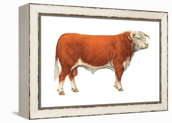 Hereford Bull, Beef Cattle, Mammals-Encyclopaedia Britannica-Framed Stretched Canvas