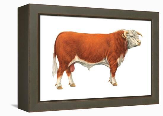 Hereford Bull, Beef Cattle, Mammals-Encyclopaedia Britannica-Framed Stretched Canvas