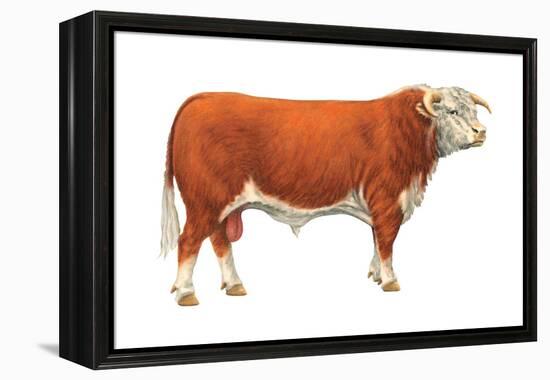 Hereford Bull, Beef Cattle, Mammals-Encyclopaedia Britannica-Framed Stretched Canvas