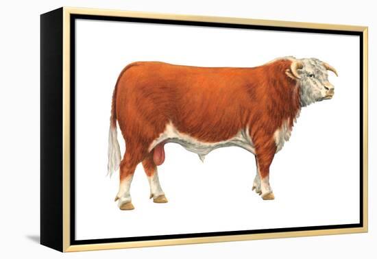 Hereford Bull, Beef Cattle, Mammals-Encyclopaedia Britannica-Framed Stretched Canvas