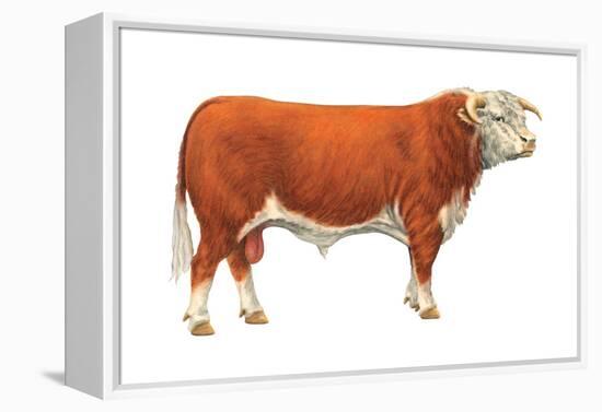 Hereford Bull, Beef Cattle, Mammals-Encyclopaedia Britannica-Framed Stretched Canvas