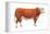 Hereford Bull, Beef Cattle, Mammals-Encyclopaedia Britannica-Framed Stretched Canvas