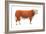 Hereford Bull, Beef Cattle, Mammals-Encyclopaedia Britannica-Framed Art Print