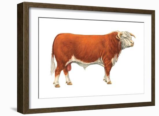 Hereford Bull, Beef Cattle, Mammals-Encyclopaedia Britannica-Framed Art Print