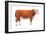 Hereford Bull, Beef Cattle, Mammals-Encyclopaedia Britannica-Framed Art Print