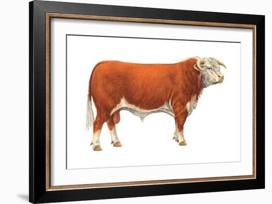 Hereford Bull, Beef Cattle, Mammals-Encyclopaedia Britannica-Framed Art Print