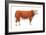 Hereford Bull, Beef Cattle, Mammals-Encyclopaedia Britannica-Framed Art Print