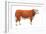 Hereford Bull, Beef Cattle, Mammals-Encyclopaedia Britannica-Framed Art Print