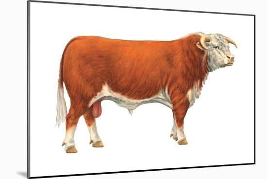 Hereford Bull, Beef Cattle, Mammals-Encyclopaedia Britannica-Mounted Art Print