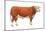 Hereford Bull, Beef Cattle, Mammals-Encyclopaedia Britannica-Mounted Art Print