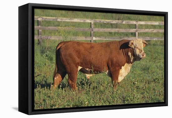 Hereford Bull-DLILLC-Framed Premier Image Canvas