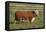 Hereford Bull-DLILLC-Framed Premier Image Canvas