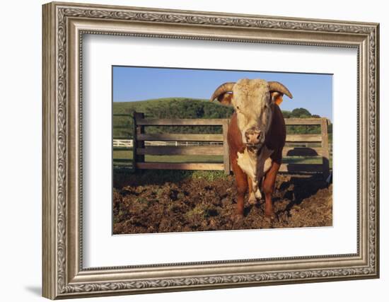 Hereford Bull-DLILLC-Framed Photographic Print