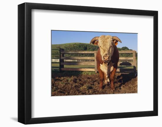 Hereford Bull-DLILLC-Framed Photographic Print