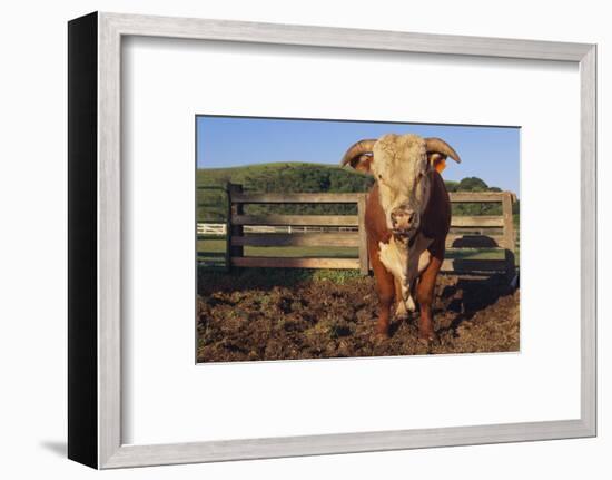 Hereford Bull-DLILLC-Framed Photographic Print