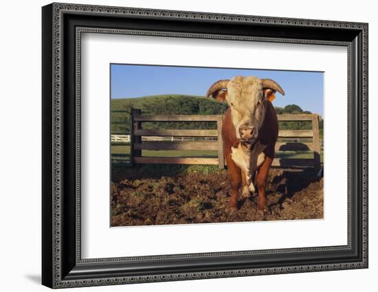 Hereford Bull-DLILLC-Framed Photographic Print